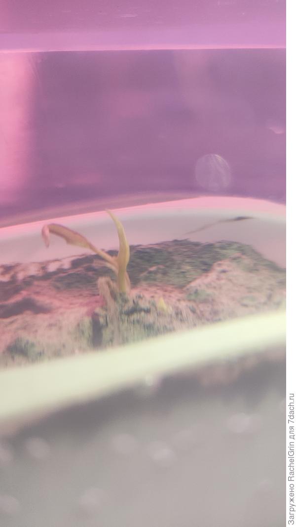 Что то ему не понравилось