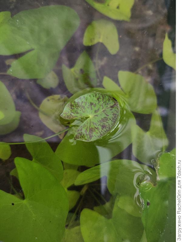 Еще один листочек