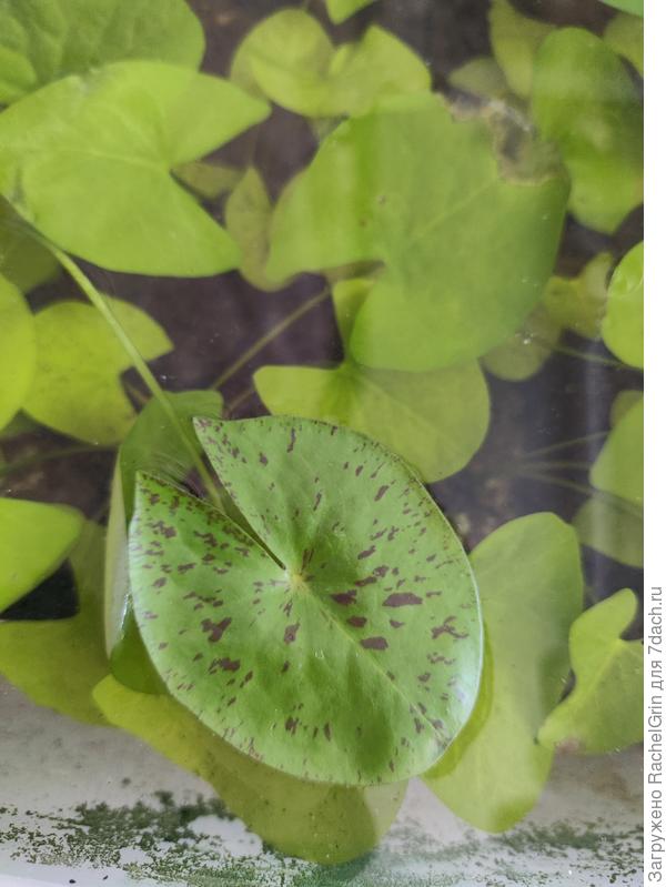 Уже показался первый "настоящий" листочек