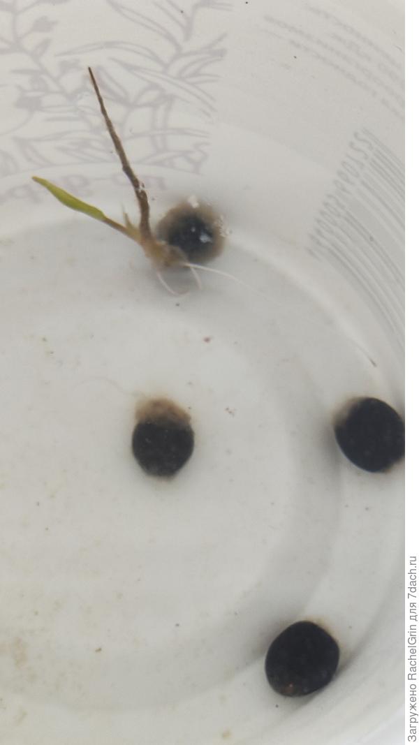 Виктория Амазонская