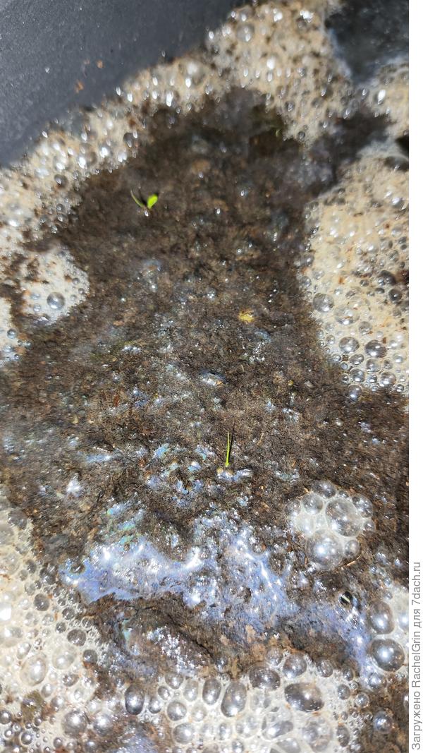 Первые всходы