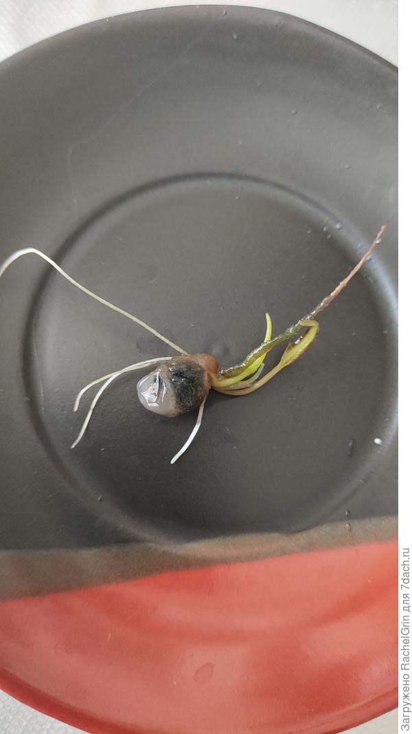 Росточек прям похож на паучка