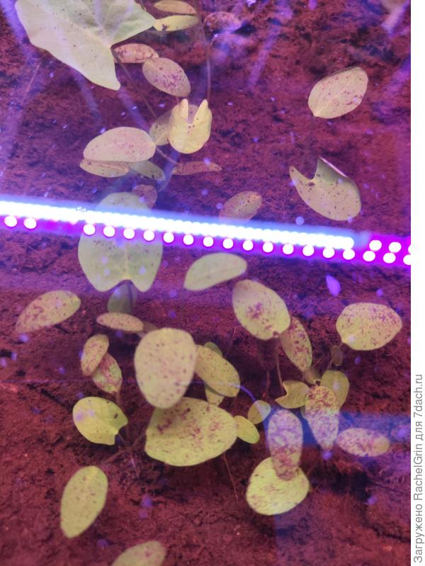 Пошла рассада