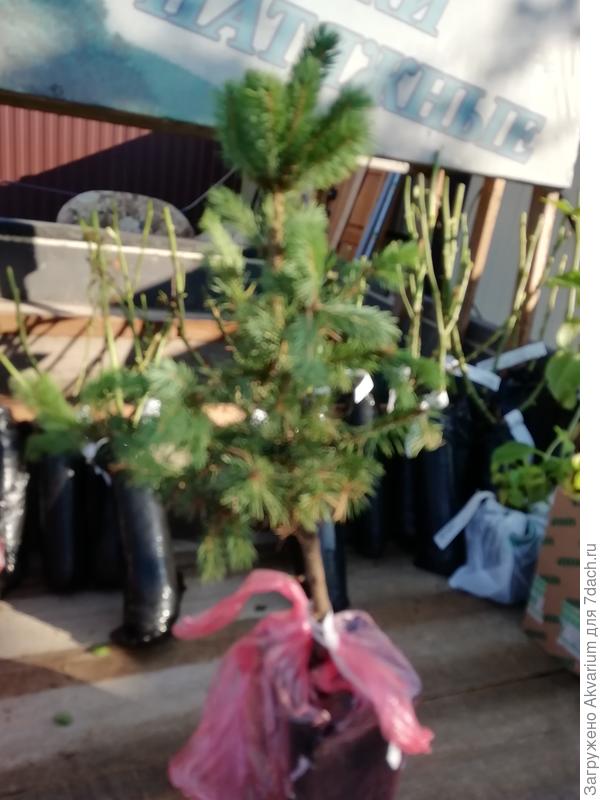 Пихта корейская- КЛАСС !!!