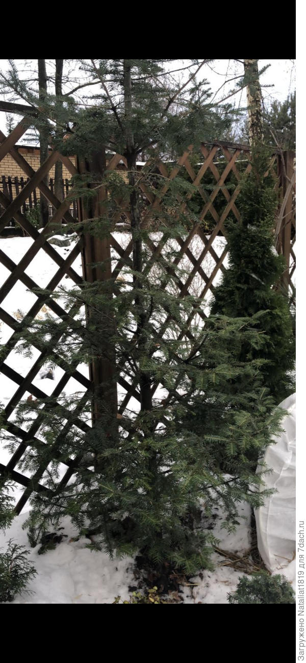 Да! Тисс! Я перепутала)