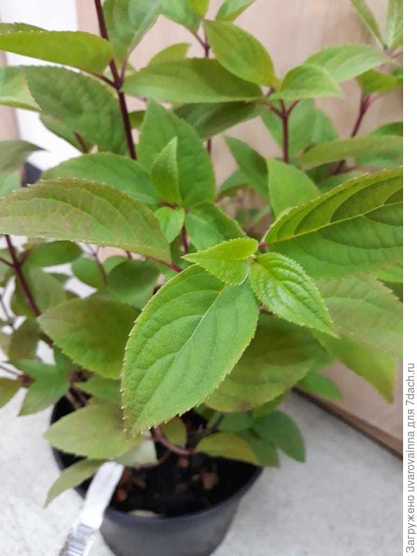 гортензия Вимс