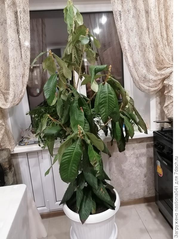 Фото сделано сегодня 28.11.2020