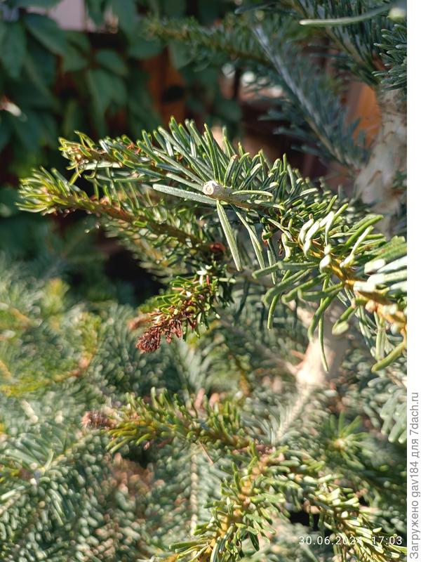 Почернение