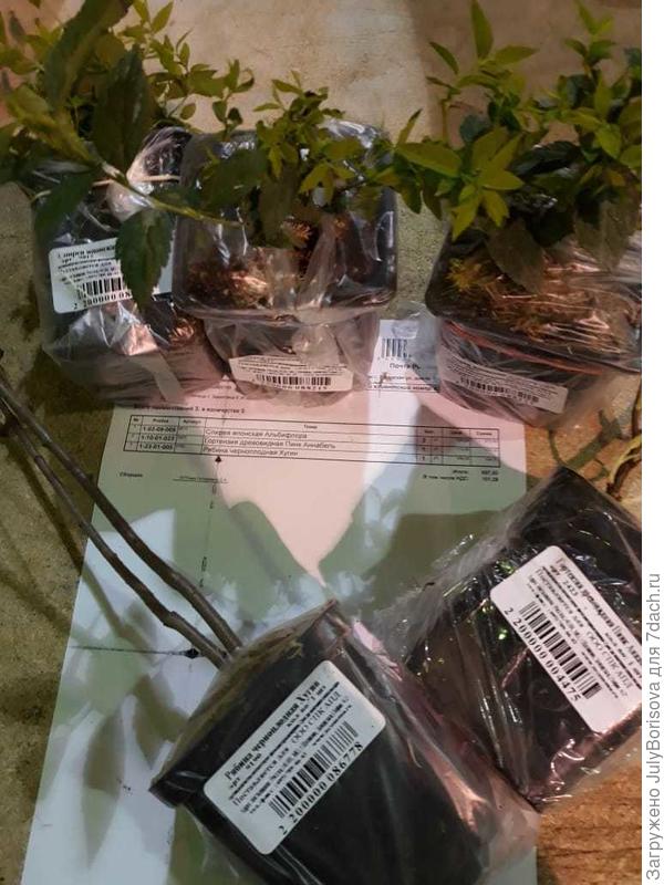 фото рябины и саженцев от РО