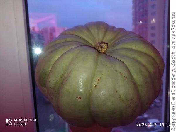 Тыква Зимнее угощение