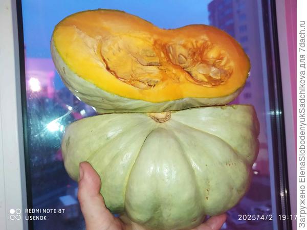 Тыква Зимнее угощение