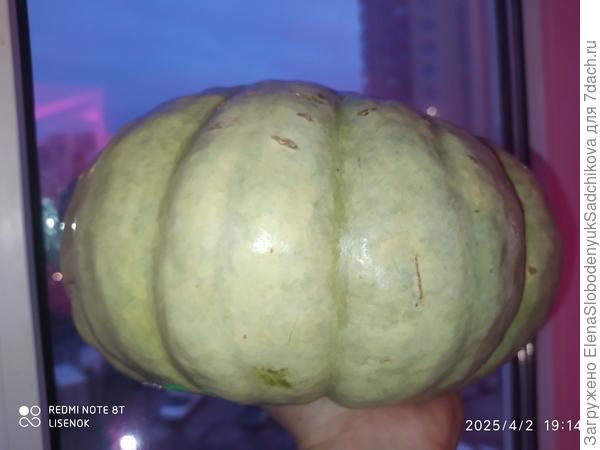 Тыква Зимнее угощение