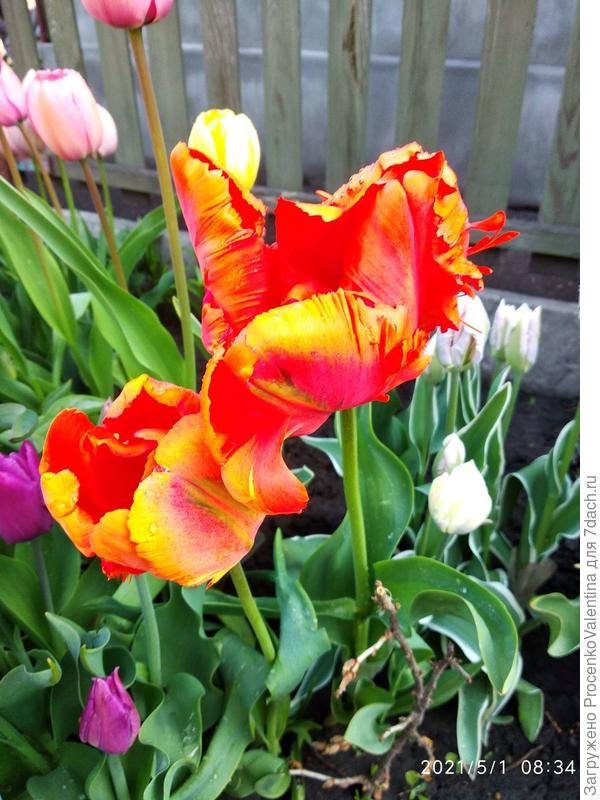 Ирэн Пэррот