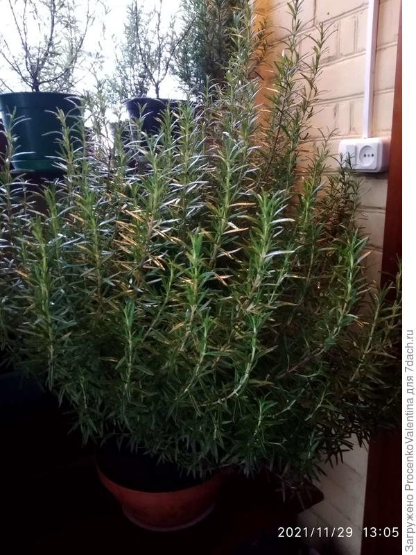 Розмарин-гигант