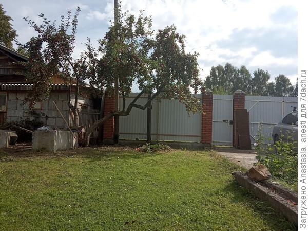 правда левую часть ветром потом сломало(( специалист приходил обрезал именно ее, не учел что то..