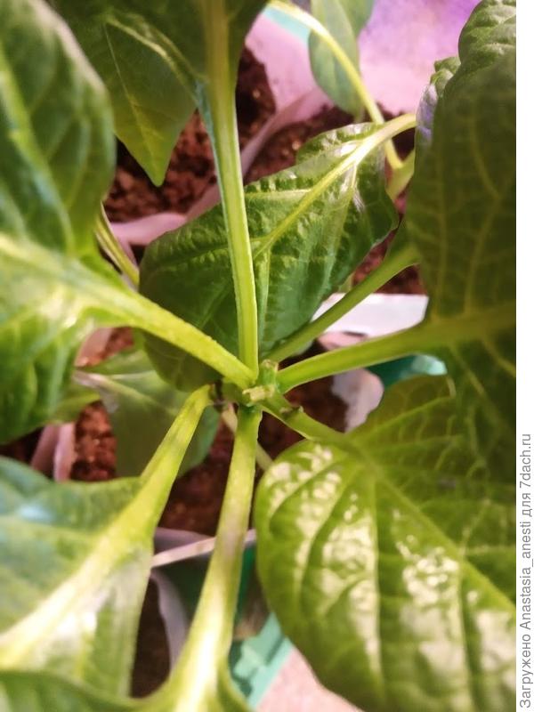 обрезаные цветки