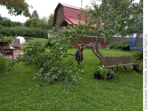 Ветка на земле