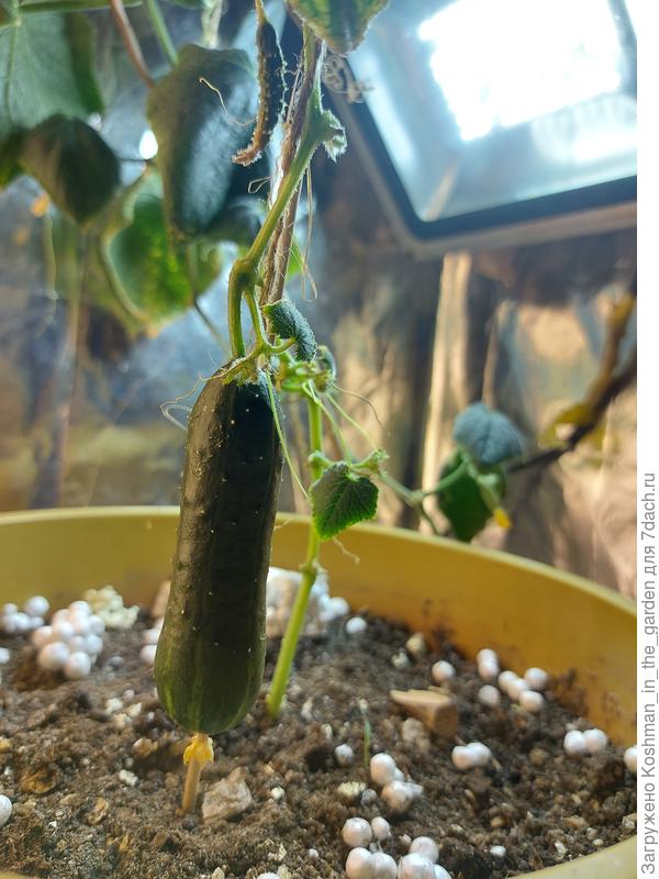 Огурец Патио под лампой. Русский огород.