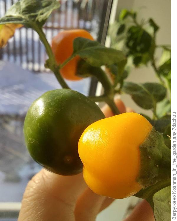 Перец оранжевый Сладкий трюфелек