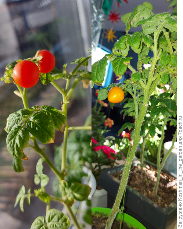 Томаты Непас 11 и Жёлтая жемчужина