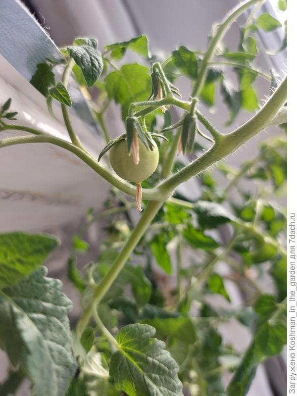 Формирует плоды томат Земледелец