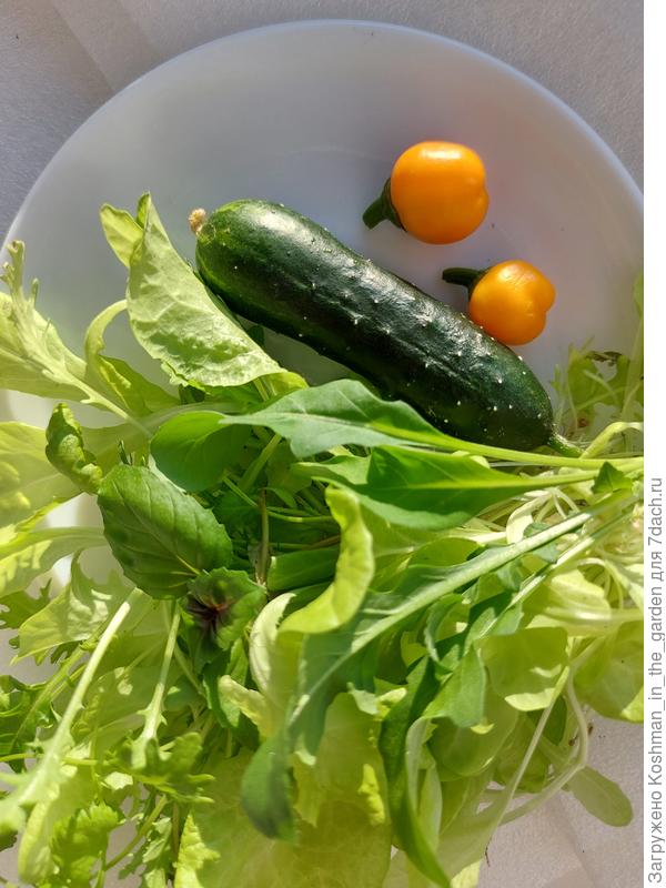 Урожай зимнего огорода