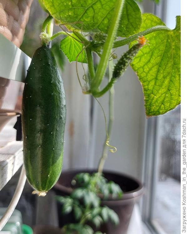 Огурец Патио. Выращен на окне без дополнительного освещения