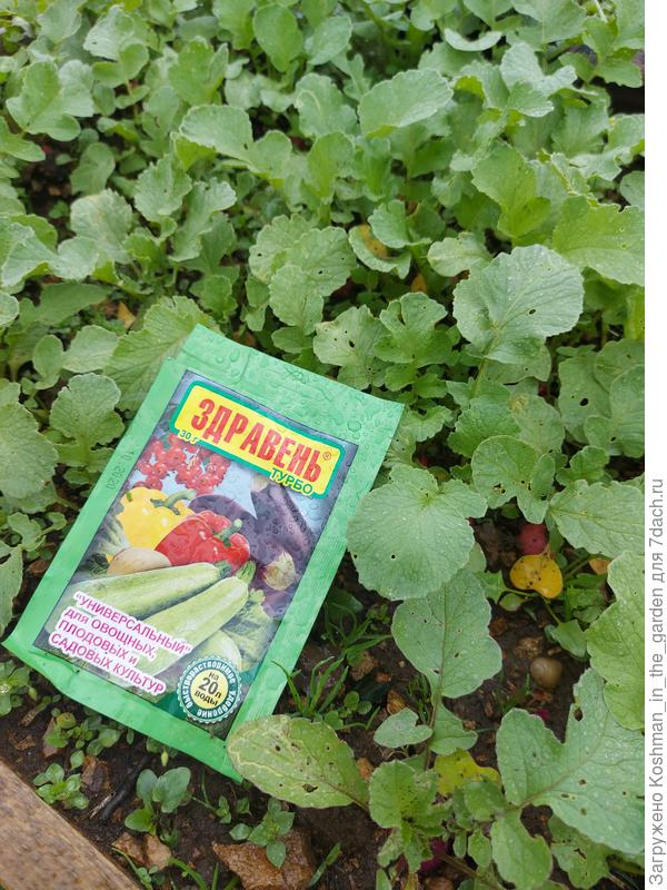 Полив редиса