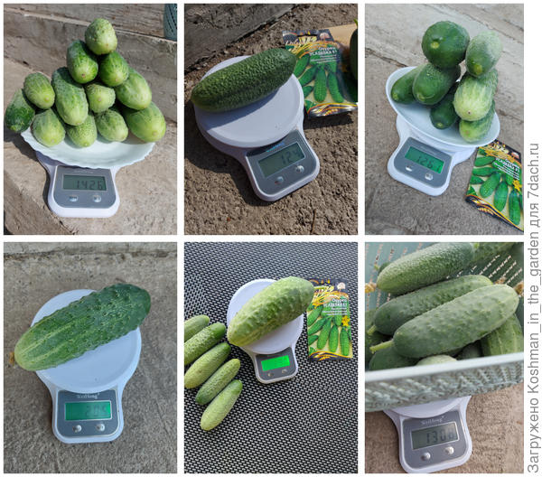 Взвешивание урожая огурца "Усадебка"