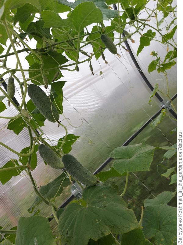 Весь увешан плодами, абсолютно весь..