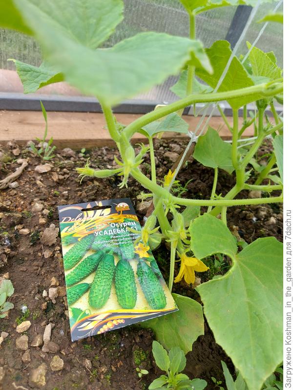 Цветение огурца "Усадебка"