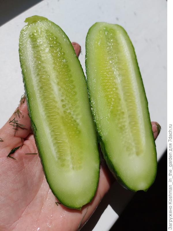 Огурец "Усадебка" в разрезе