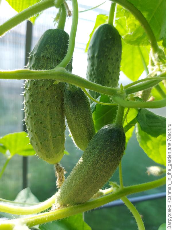 Огурец "Усадебка"