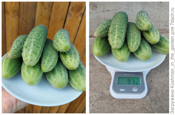 Третий урожай огурца. Вес тарелки 250 г.