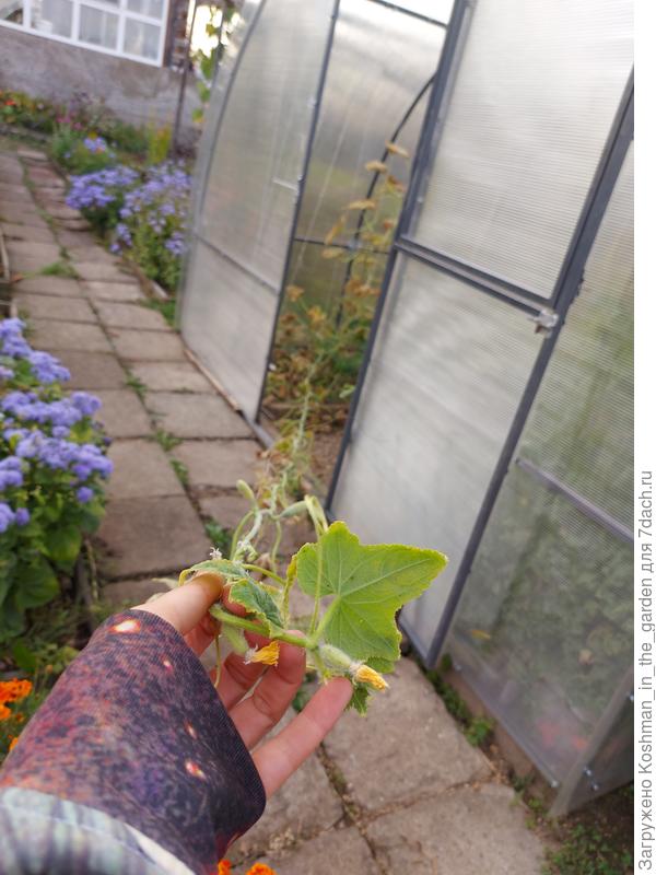 Длина плети более 2,5 метра