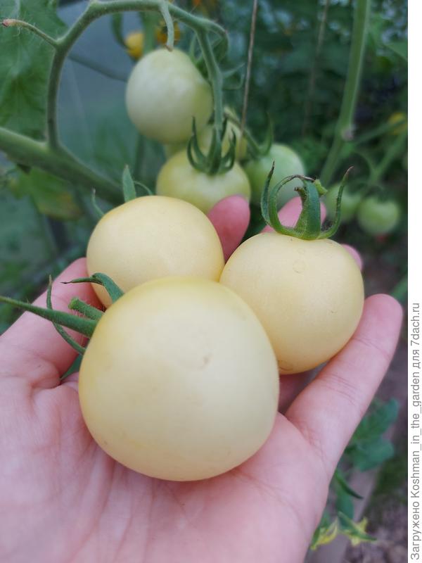 Томат &#39;Персик белый&#39; F1 - любимый томат 2021 года!