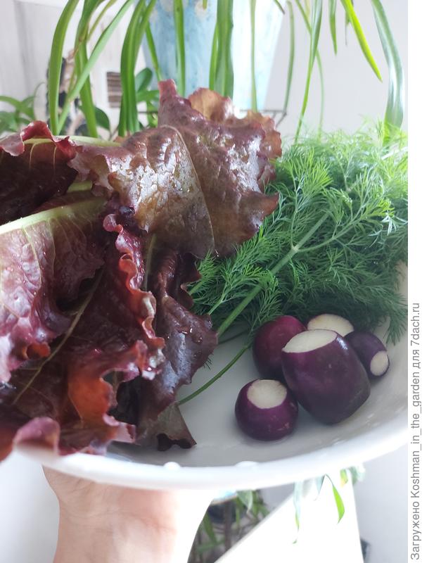 Ингредиенты для здорового салата: редис Фиолетовая королева, укроп Зелёное кружево и салат Бразильский карнавал от компании Ваше хозяйтво