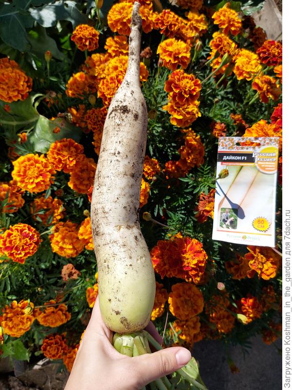 Урожай в сентябре