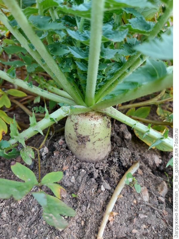 Посев в июле