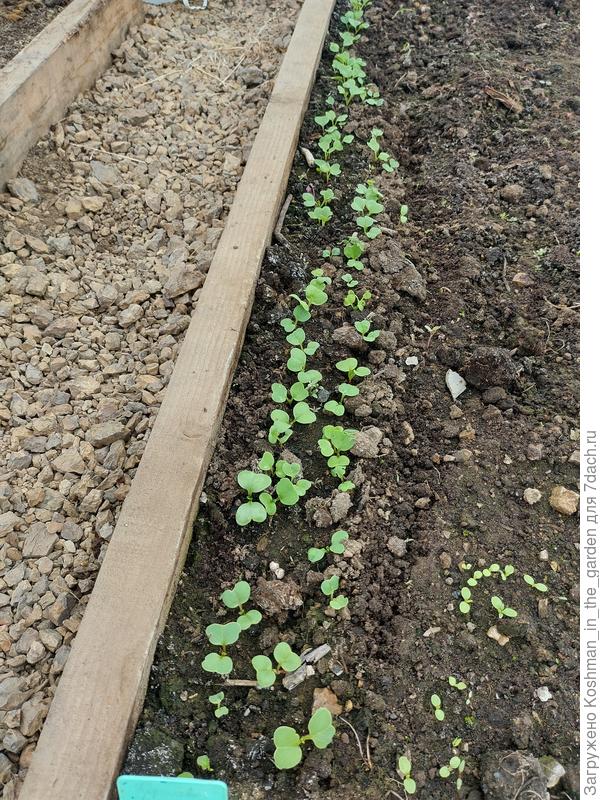 11 апреля. Редис "Немо" в теплице.