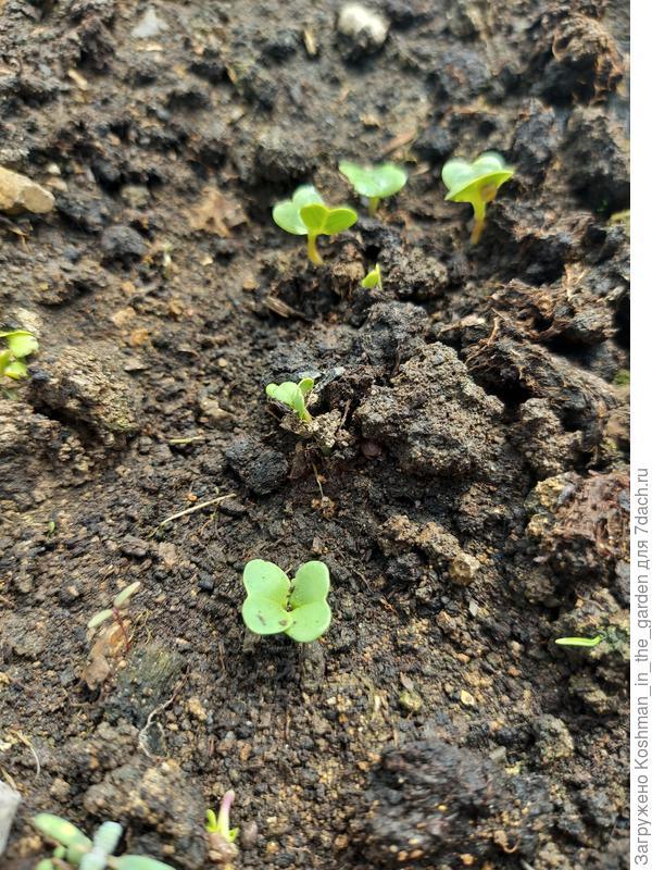 30 марта. Первые всходы редиса "Немо"