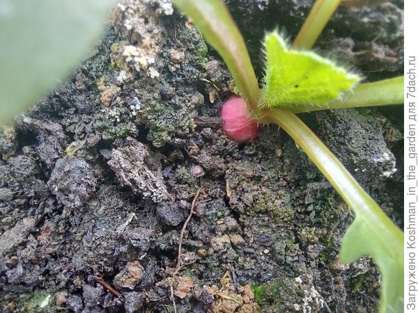 Формирование корнеплода