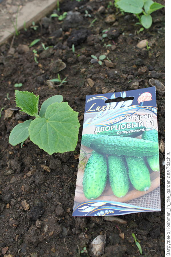 Первый лист