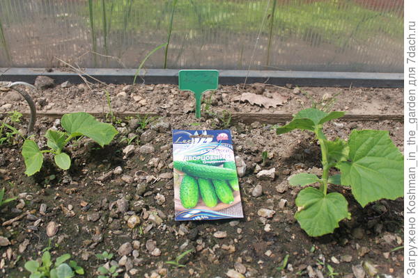 8 июня. 2 огурца взрослых и 2 новых всхода