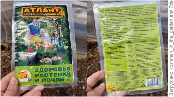 Атлант. Бактерии помощники.