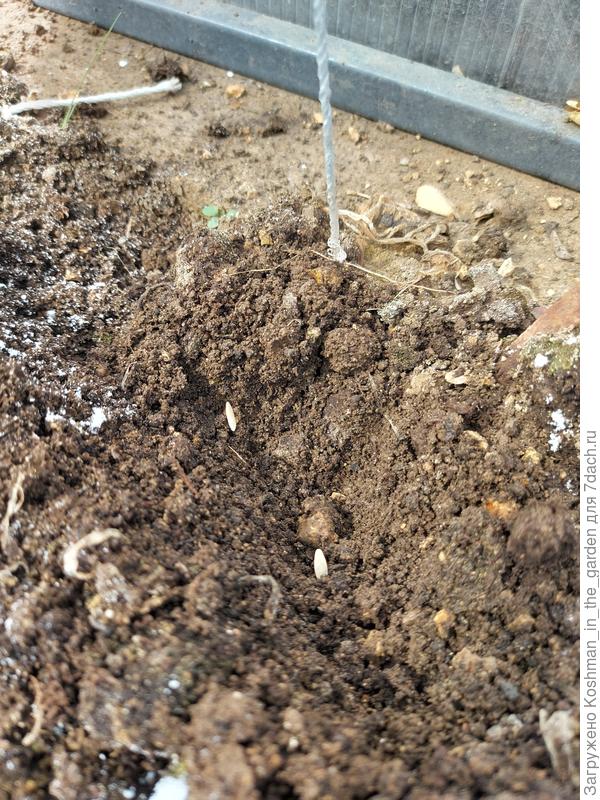 Посев семян