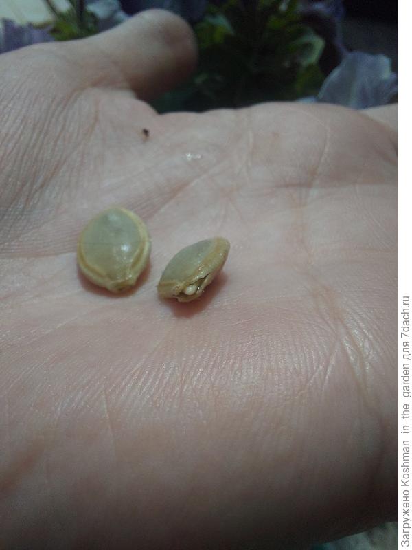 Семена начинают раскрываться