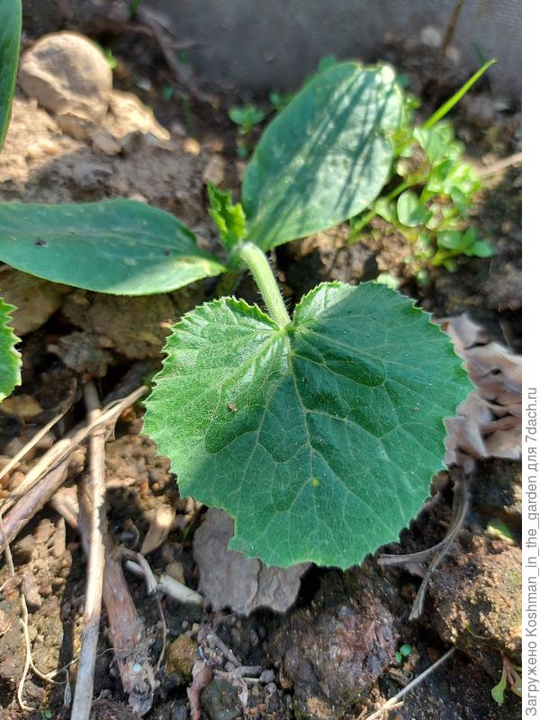 Кабачок "Будулай", 13 июня