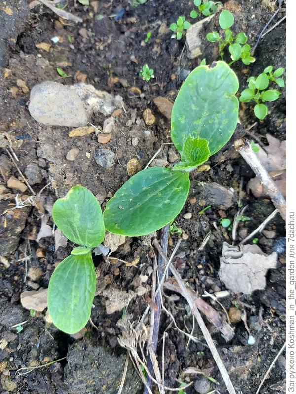 Всходы кабачка "Будулай"