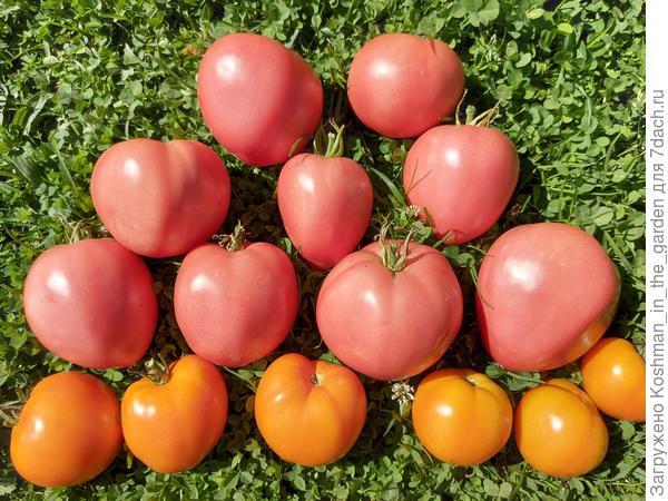Урожай томатов &#39;Мон Амур&#39; и &#39;Янтарный купол&#39;. Август 2022
